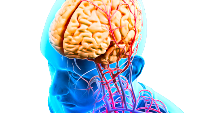 Brain and nervous system